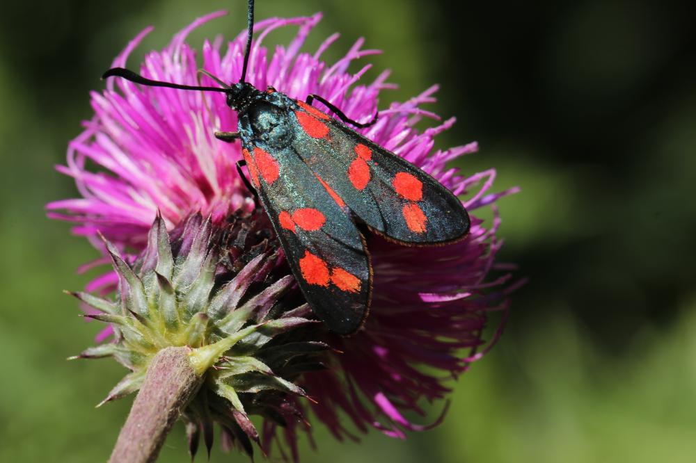 Zygène transalpine (La) Zygaena transalpina (Esper, 1780)