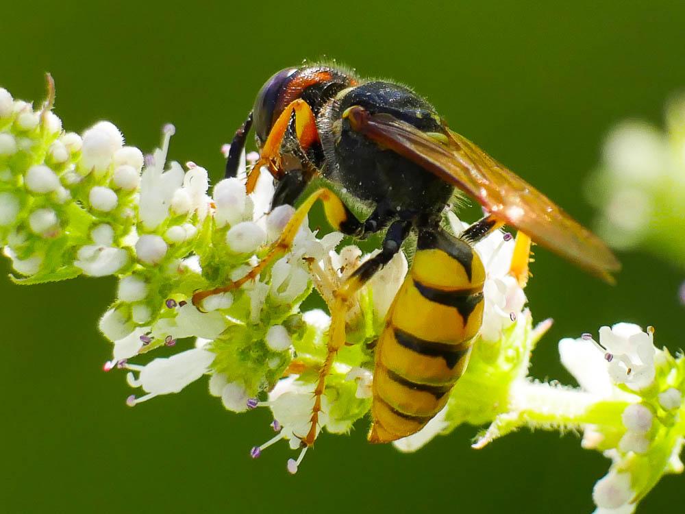  Philanthus triangulum (Fabricius, 1775)