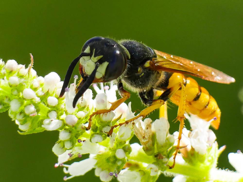  Philanthus triangulum (Fabricius, 1775)