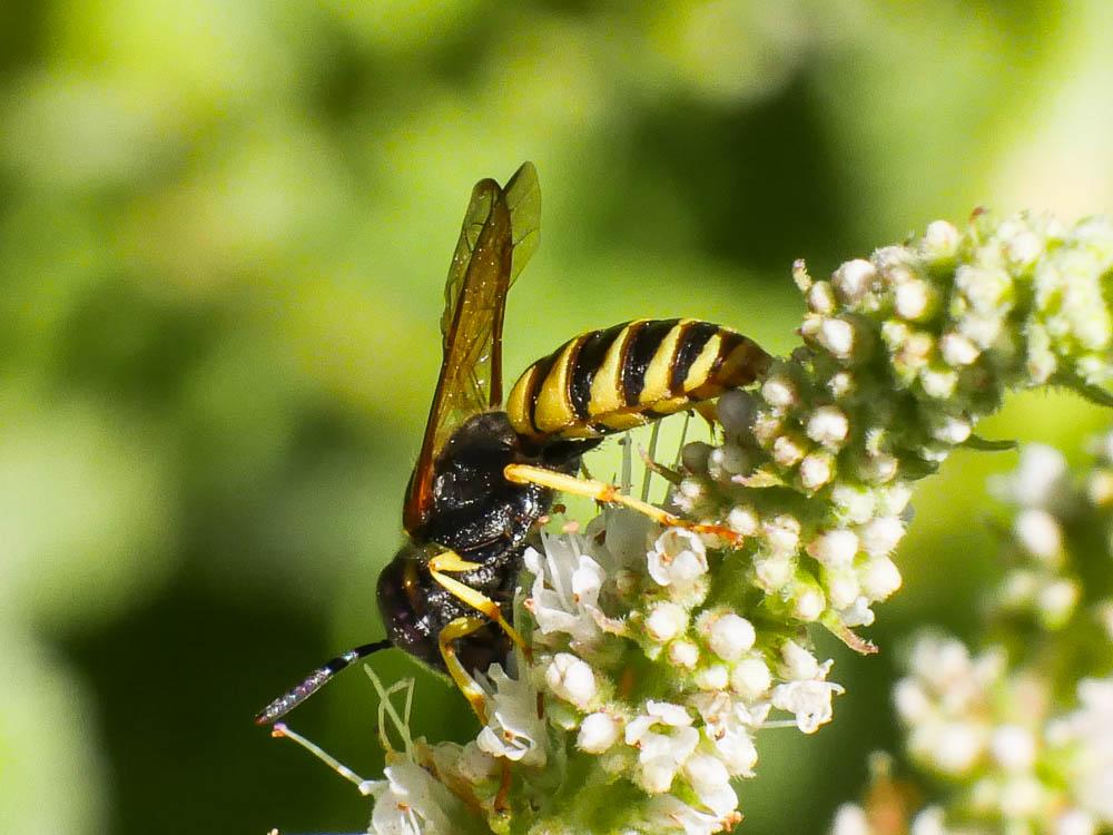  Philanthus triangulum (Fabricius, 1775)