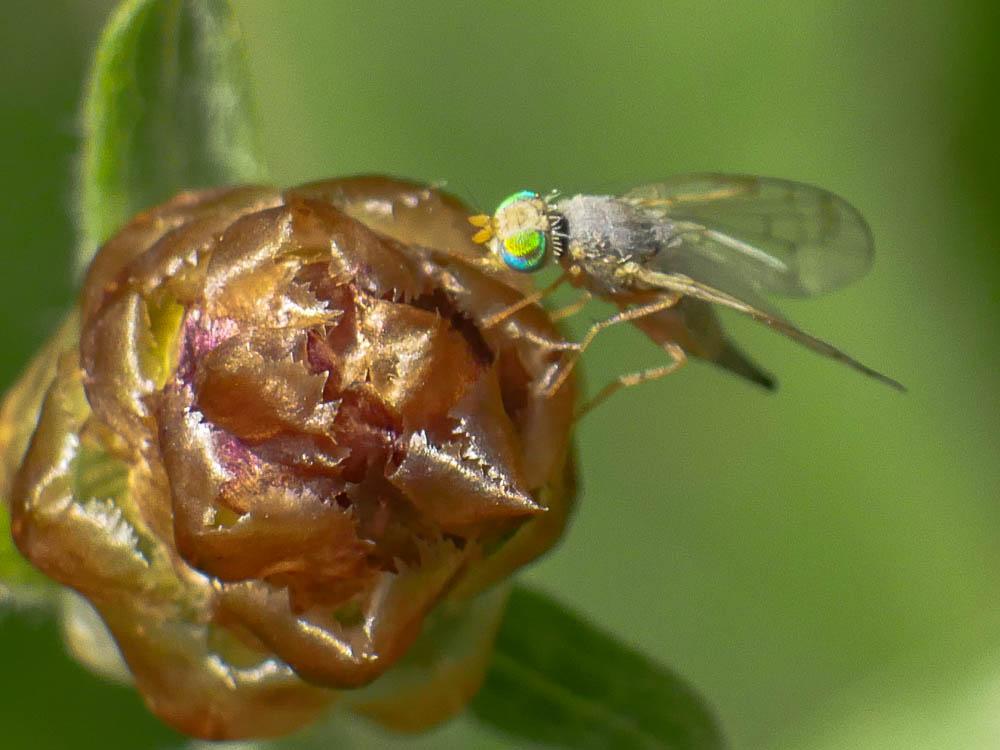 Acanthiophilus helianthi (Rossi, 1794)