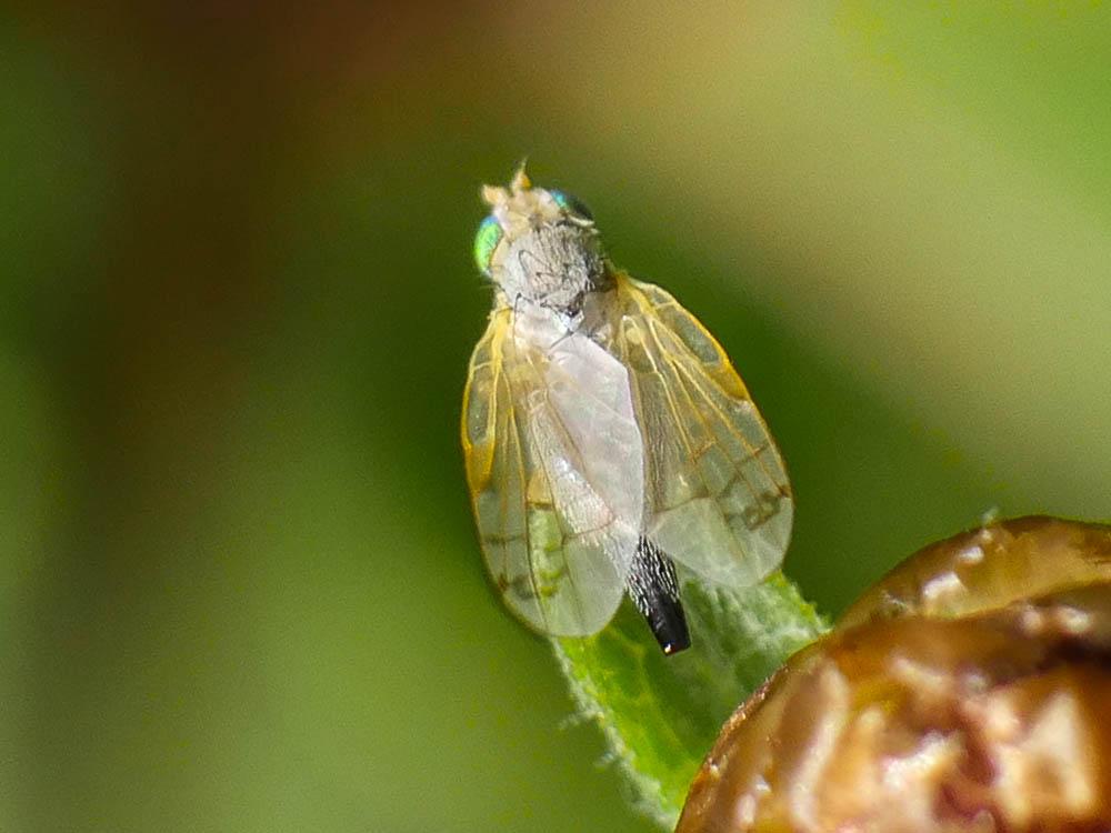 La  Acanthiophilus helianthi (Rossi, 1794)