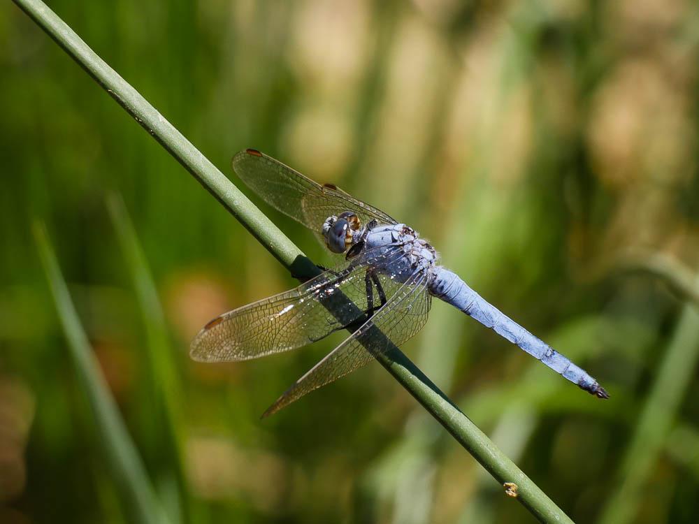 Orthétrum brun (L') Orthetrum brunneum (Boyer de Fonscolombe, 1837)