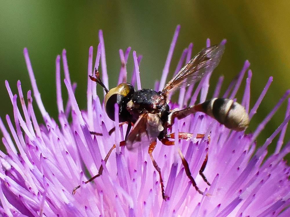 Physocephala vittata (Fabricius, 1794)