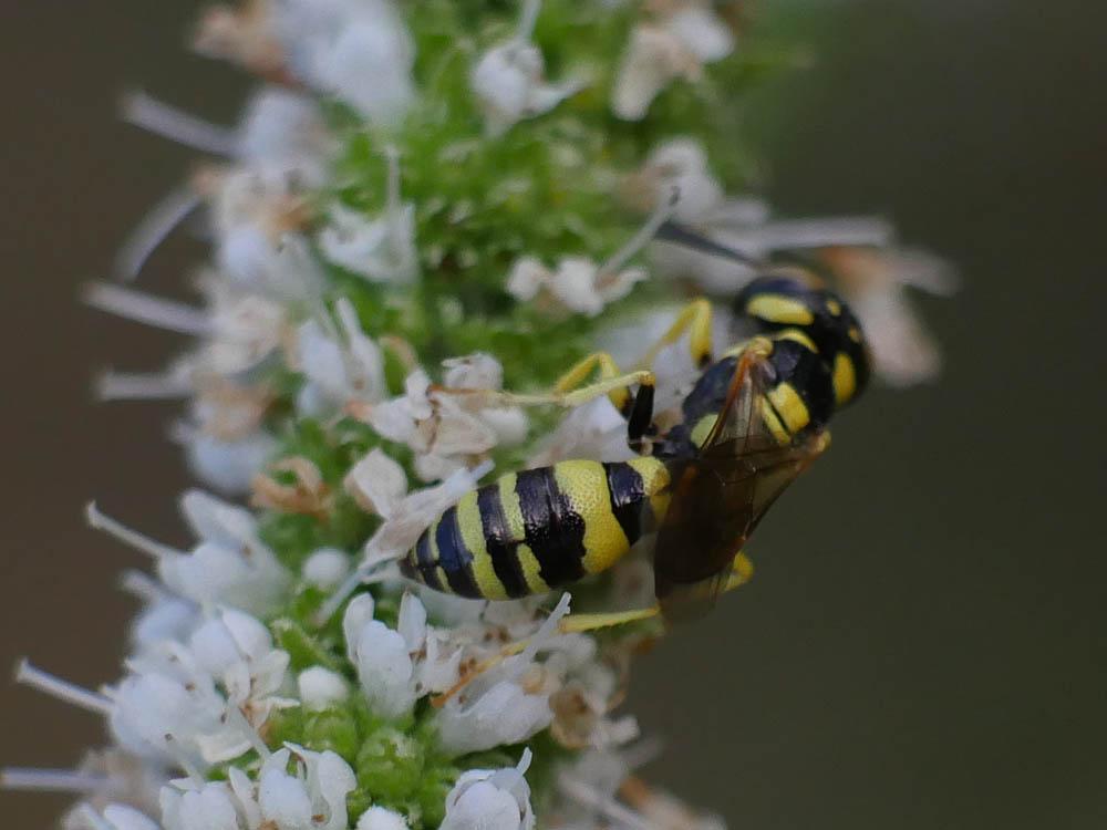 Le  Philanthus pulchellus Spinola, 1843