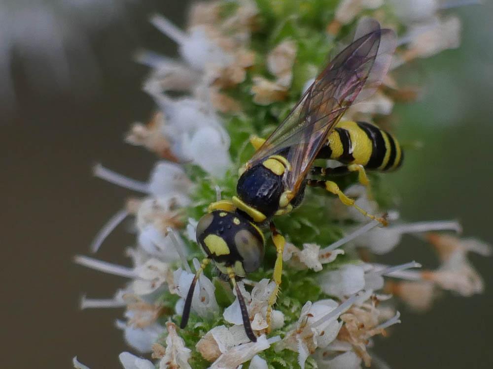  Philanthus pulchellus Spinola, 1843