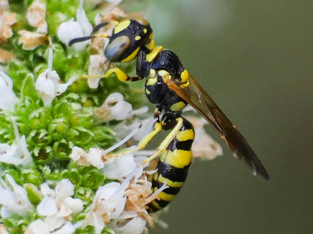  Philanthus pulchellus Spinola, 1843