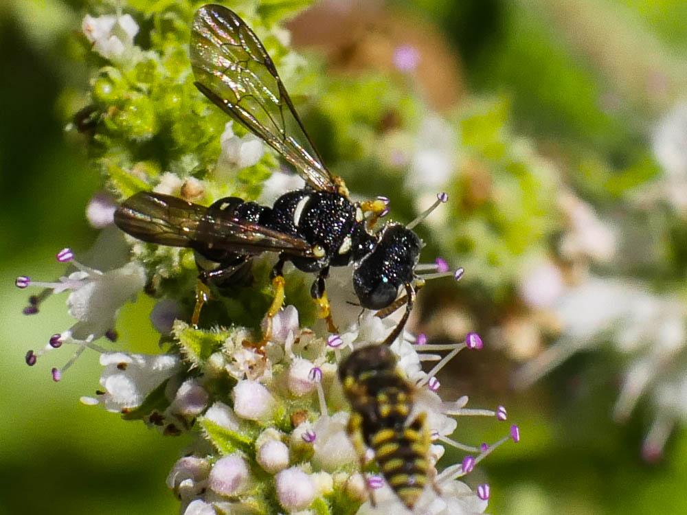 Cerceris rubida (Jurine, 1807)