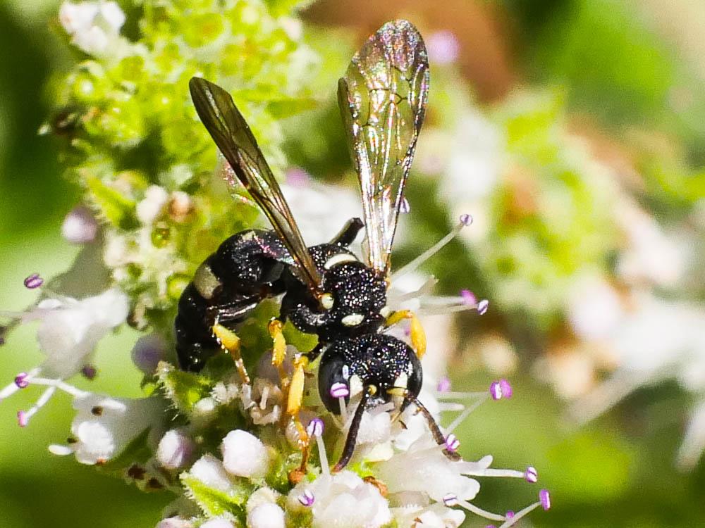  Cerceris rubida (Jurine, 1807)