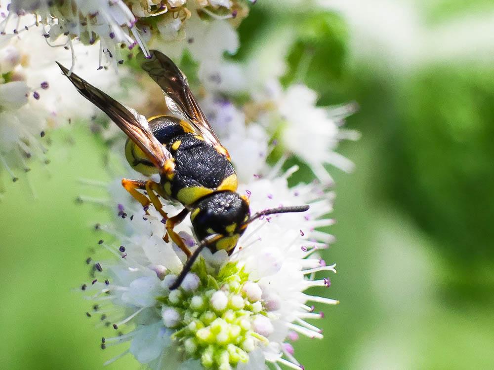 Ancistrocerus Wesmael, 1836