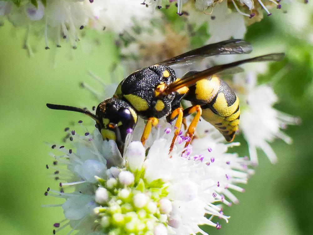 Ancistrocerus Wesmael, 1836