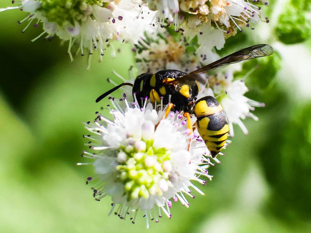  Ancistrocerus Wesmael, 1836