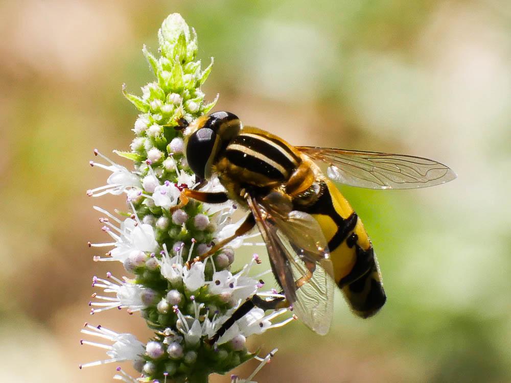  Helophilus trivittatus (Fabricius, 1805)