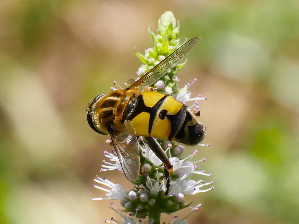  Helophilus trivittatus (Fabricius, 1805)