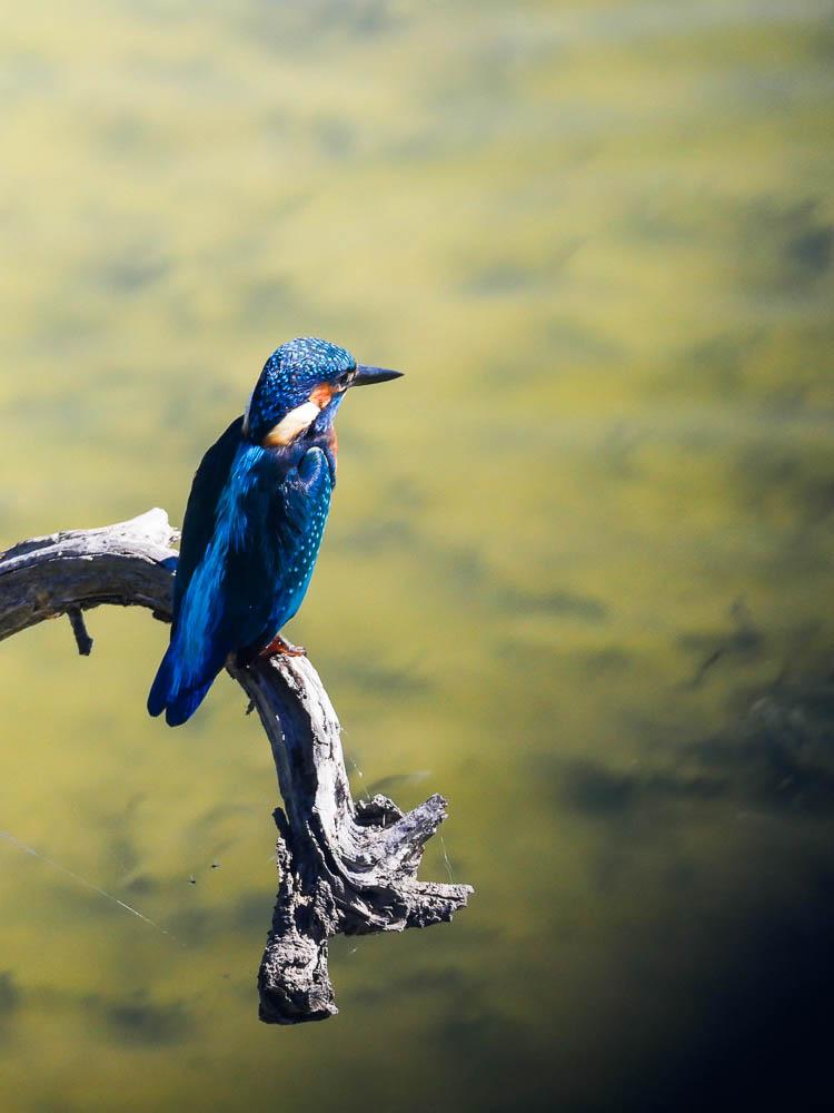 Martin-pêcheur d'Europe Alcedo atthis (Linnaeus, 1758)
