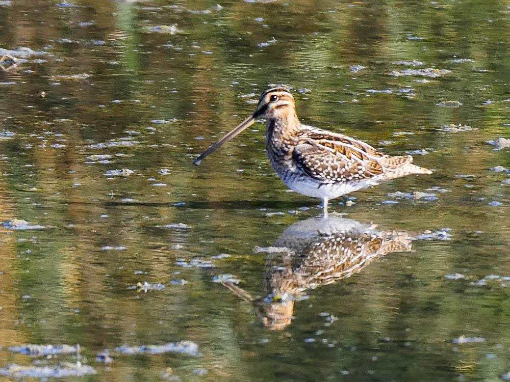 Bécassine des marais Gallinago gallinago (Linnaeus, 1758)