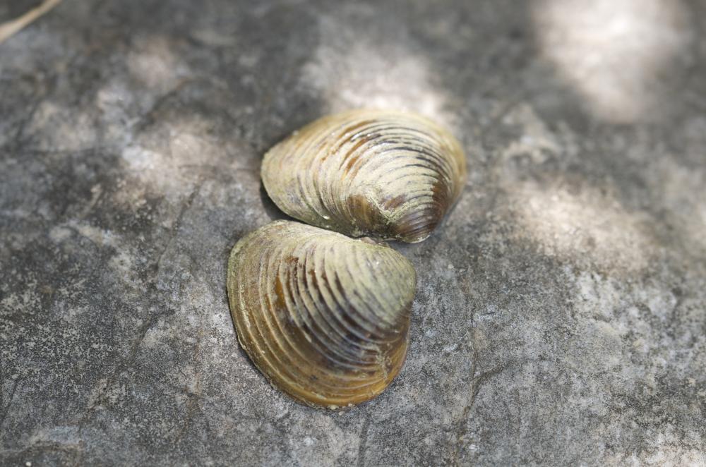 Corbicule asiatique Corbicula fluminea (O.F. Müller, 1774)