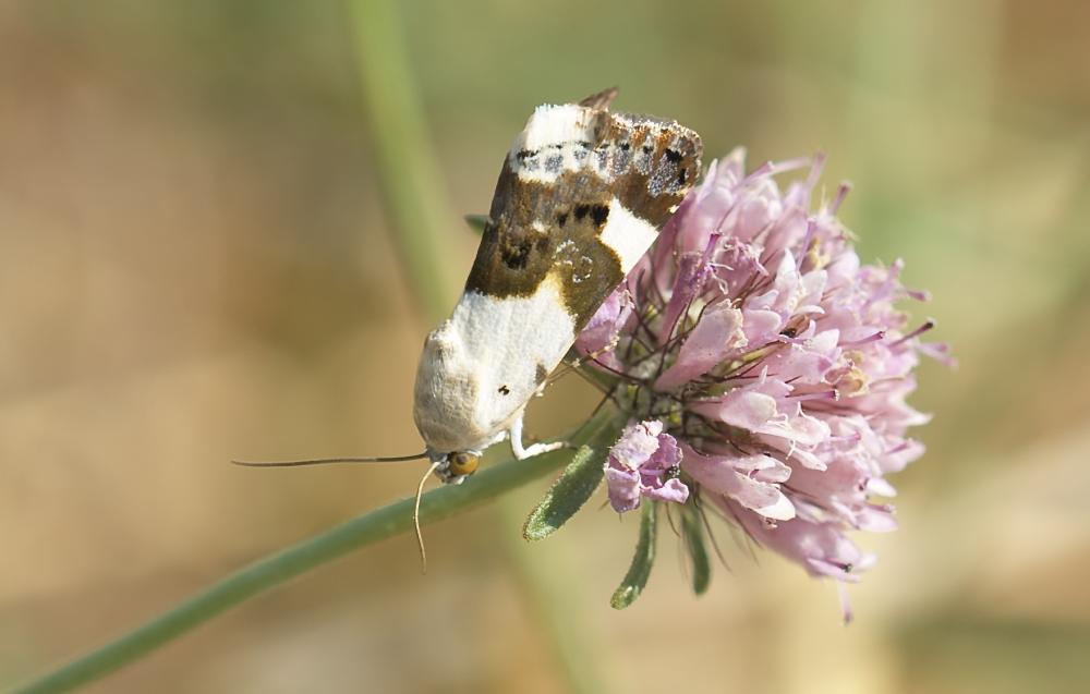 Collier blanc (Le) Acontia lucida (Hufnagel, 1766)