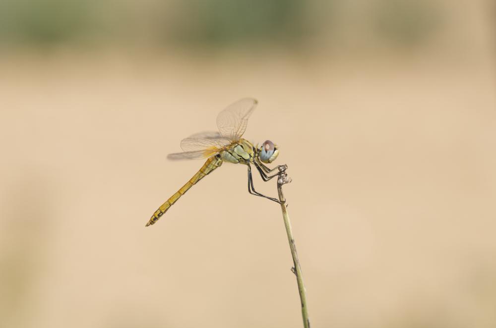 Sympétrum de Fonscolombe (Le) Sympetrum fonscolombii (Selys, 1840)