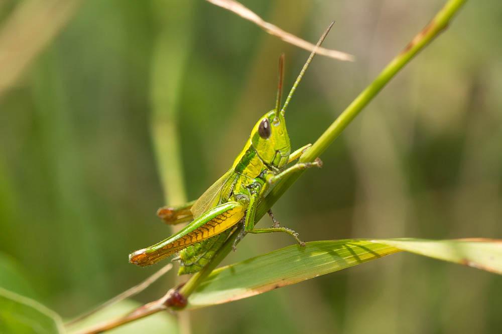 Criquet des Genévriers Euthystira brachyptera (Ocskay, 1826)
