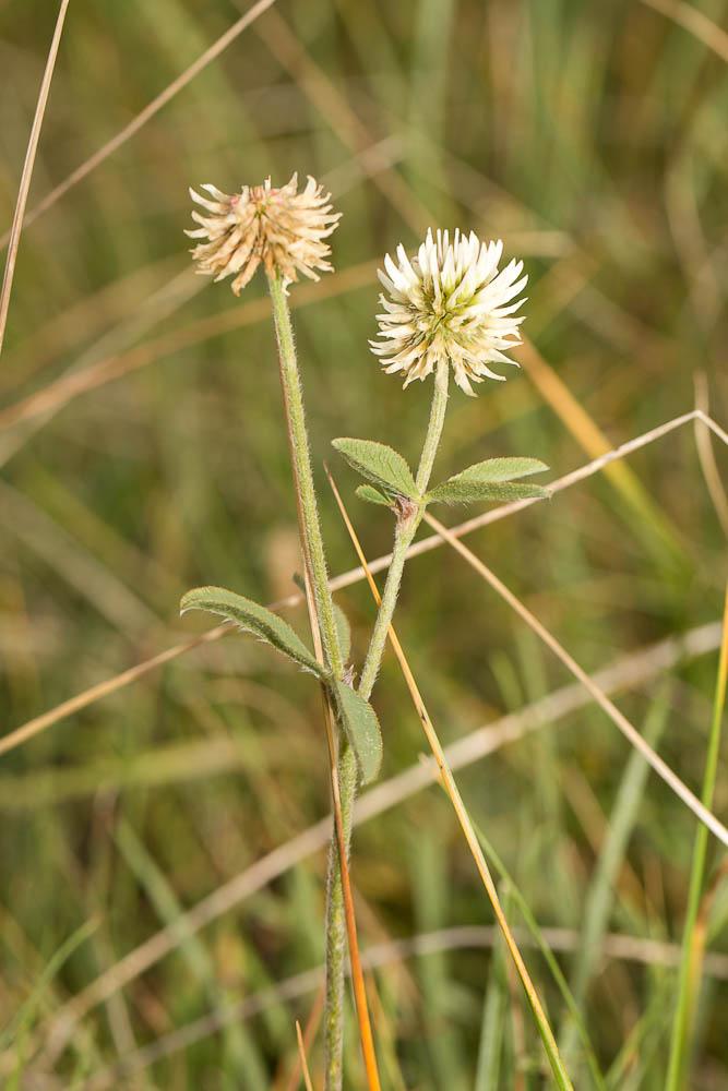 Trèfle des montagnes Trifolium montanum L., 1753