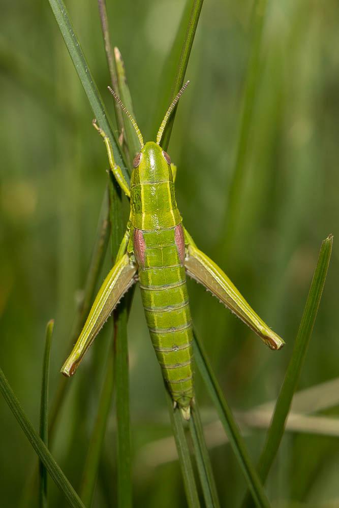 Criquet des Genévriers Euthystira brachyptera (Ocskay, 1826)