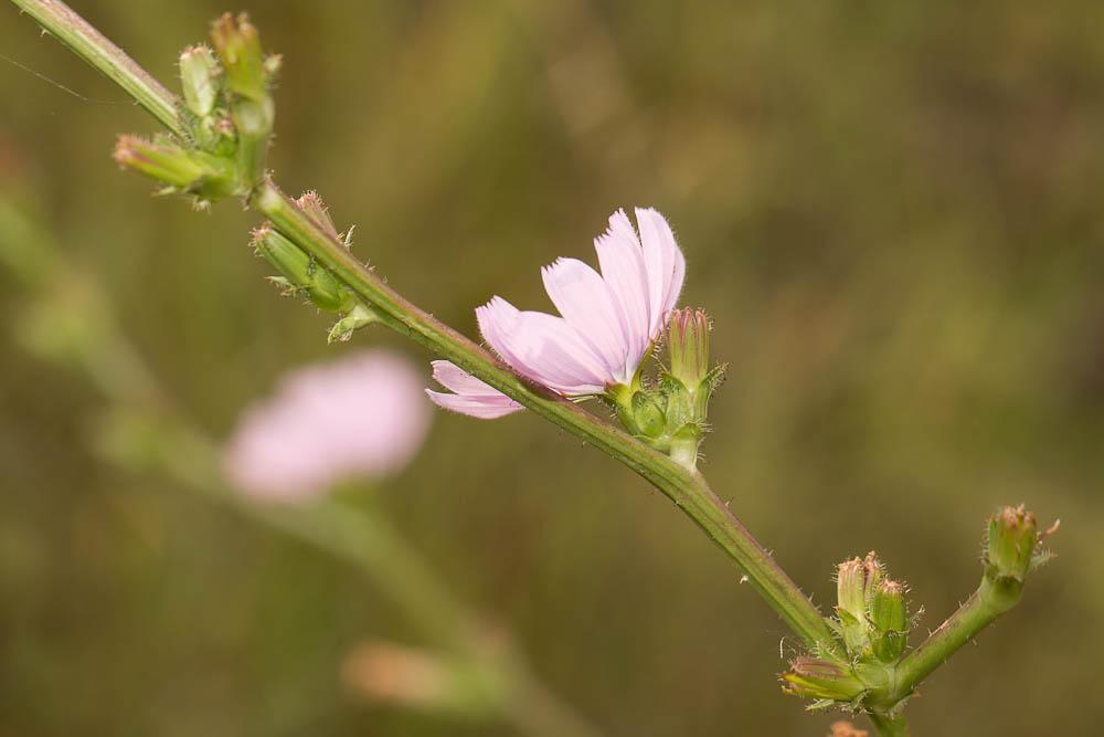 Chicorée amère, Barbe-de-capucin Cichorium intybus L., 1753