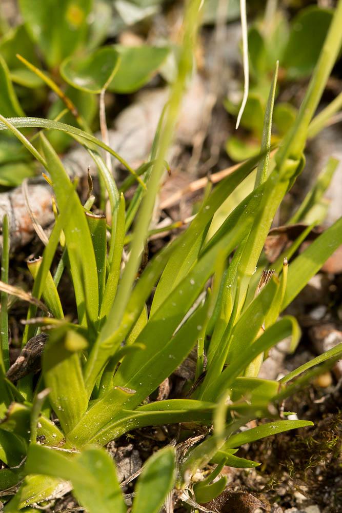 Tofieldie à calicule Tofieldia calyculata (L.) Wahlenb., 1812