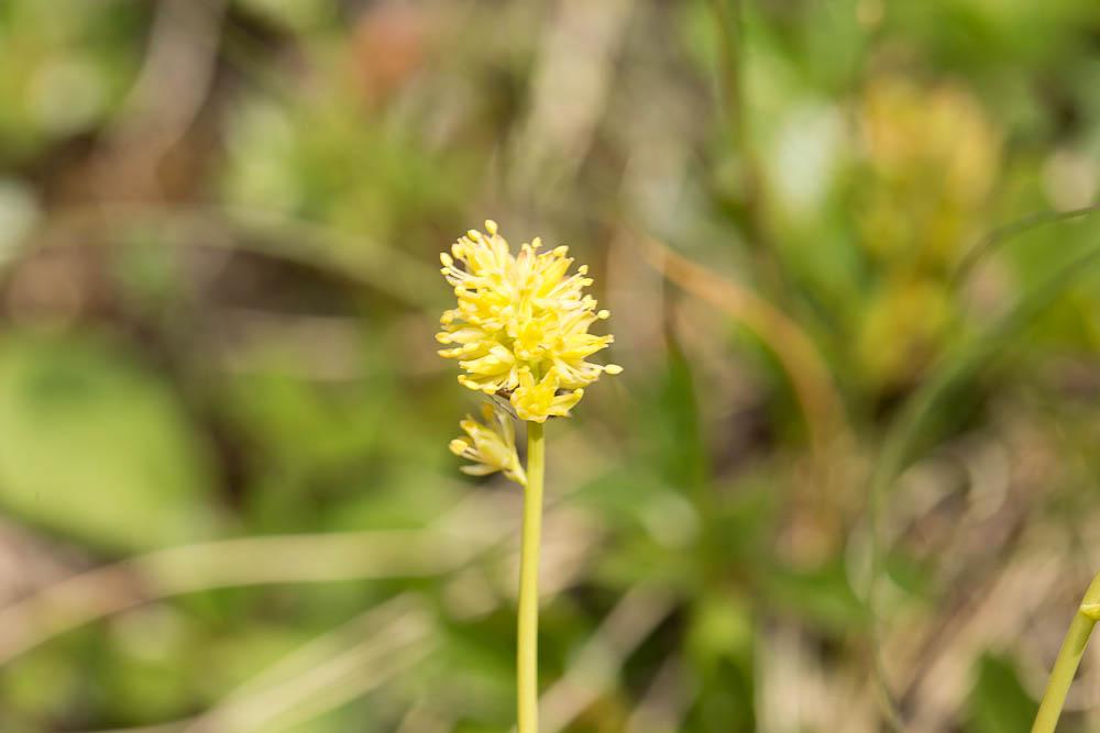 Tofieldie à calicule Tofieldia calyculata (L.) Wahlenb., 1812