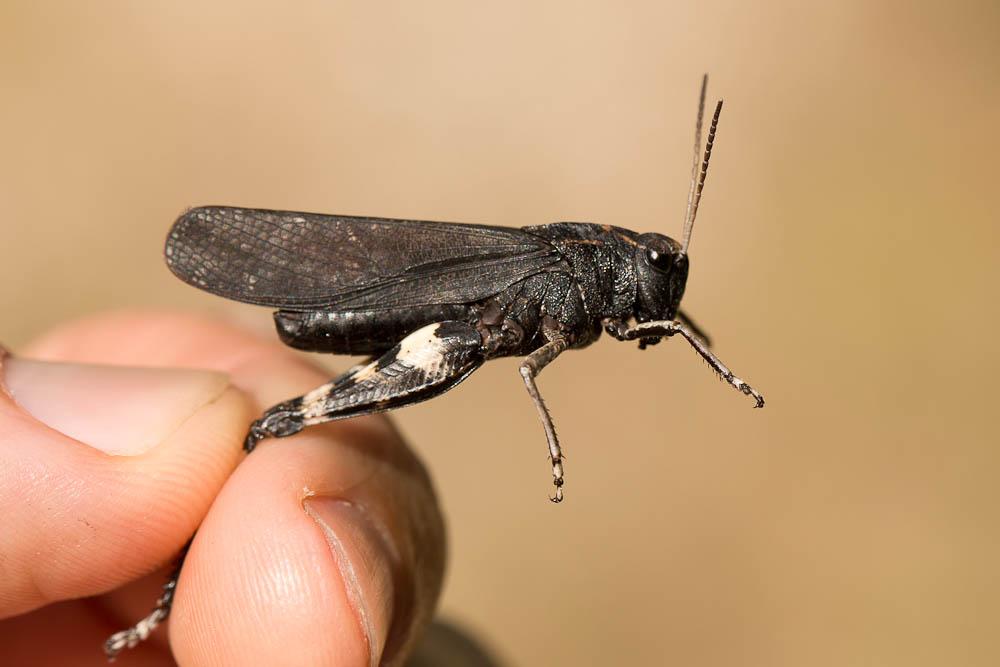 OEdipode stridulante Psophus stridulus (Linnaeus, 1758)