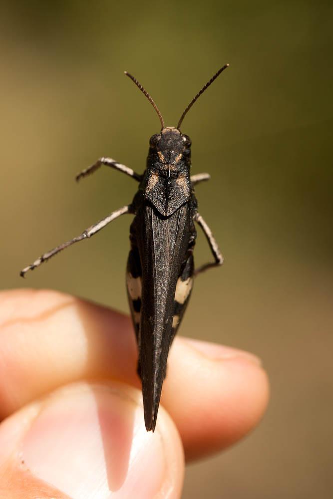 OEdipode stridulante Psophus stridulus (Linnaeus, 1758)