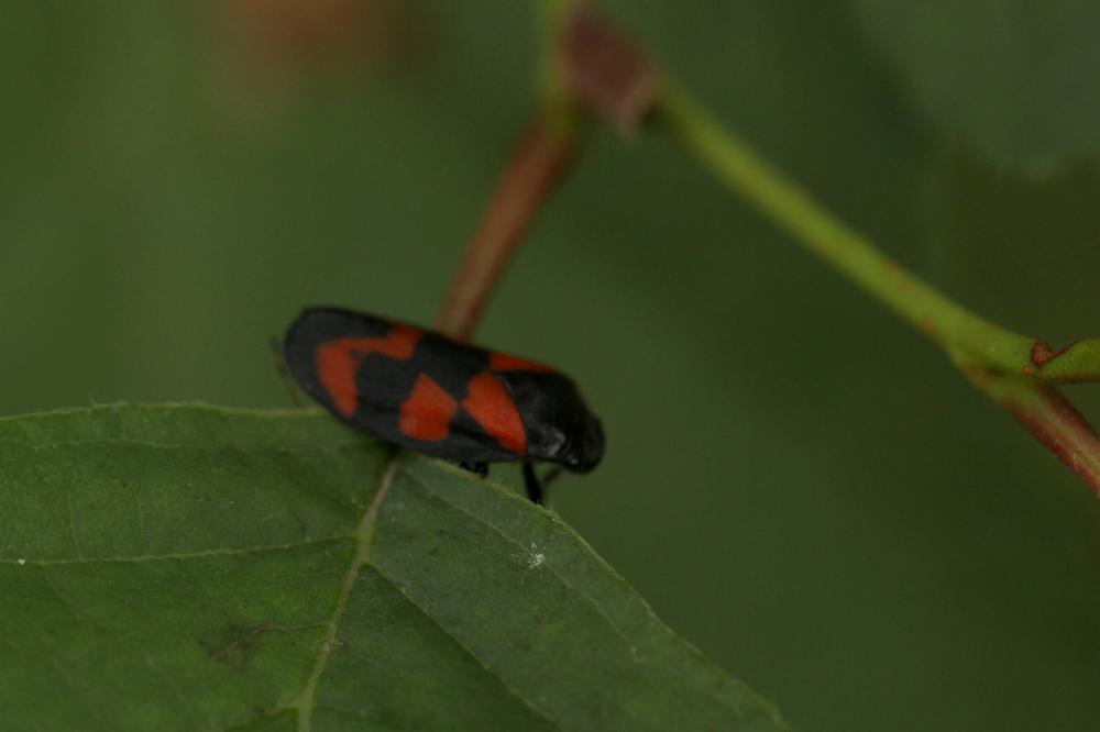 Le Cercope, Crachat de coucou Cercopis vulnerata Rossi, 1807