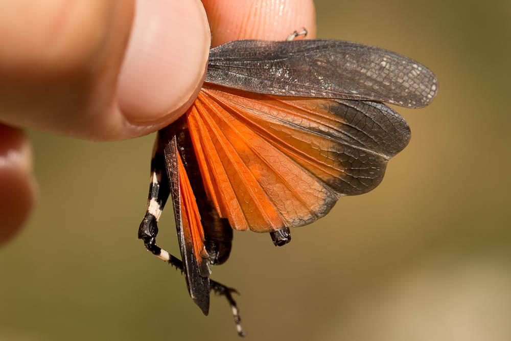OEdipode stridulante Psophus stridulus (Linnaeus, 1758)