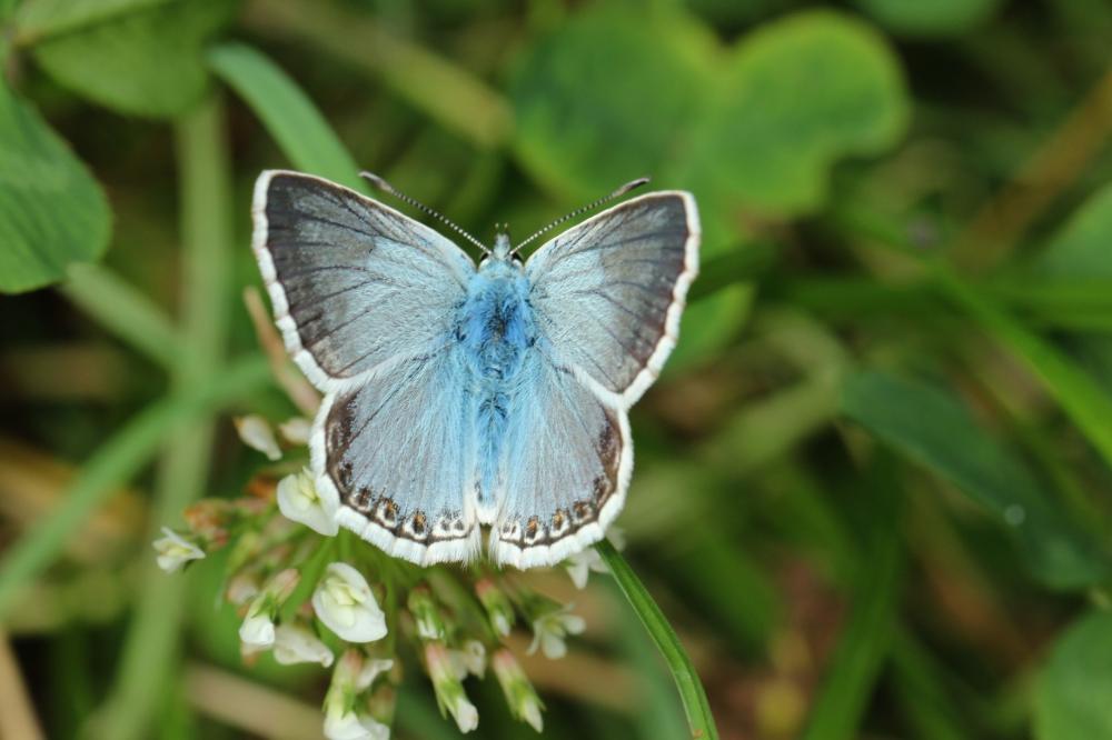 Le Argus bleu-nacré (L') Lysandra coridon (Poda, 1761)