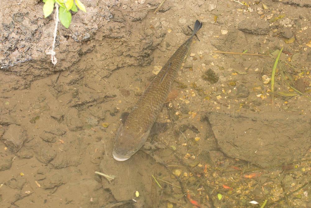 Chevaine Squalius cephalus (Linnaeus, 1758)