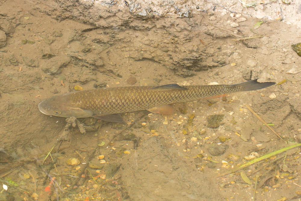 Chevaine Squalius cephalus (Linnaeus, 1758)