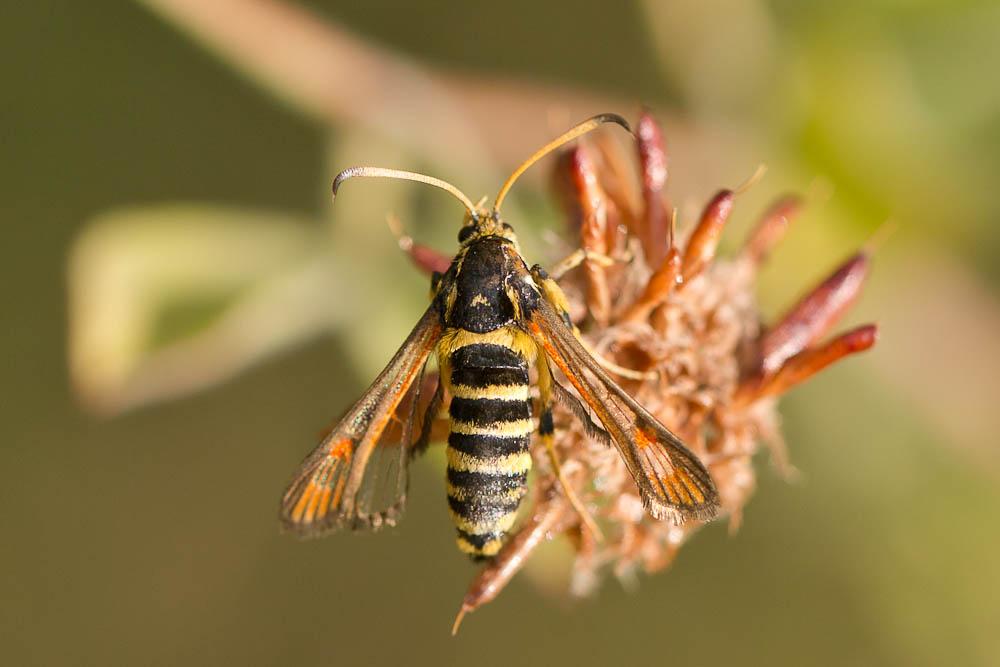 Sésie ichneumon (La) Bembecia ichneumoniformis (Denis & Schiffermüller, 1775)