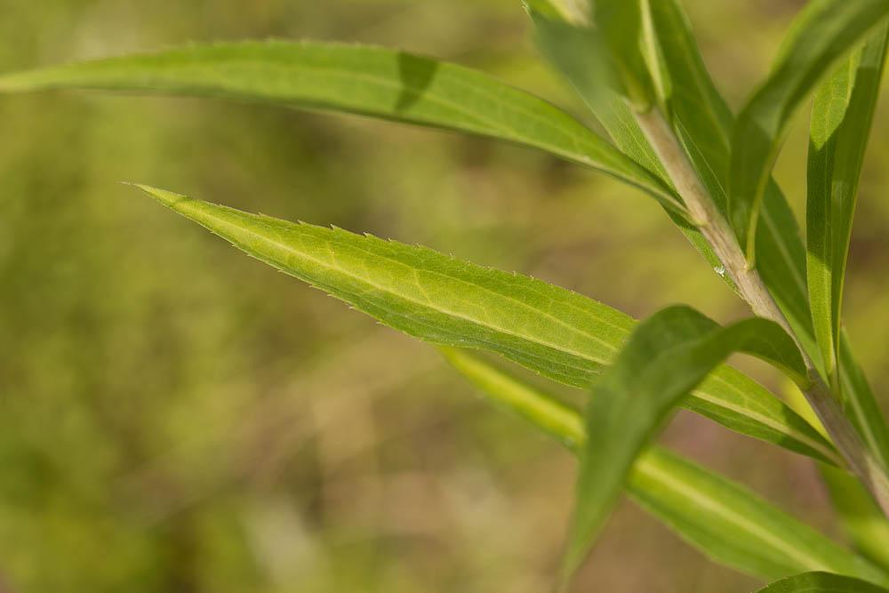 Solidage géant, Solidage glabre, Solidage tardif, Solidago gigantea Aiton, 1789