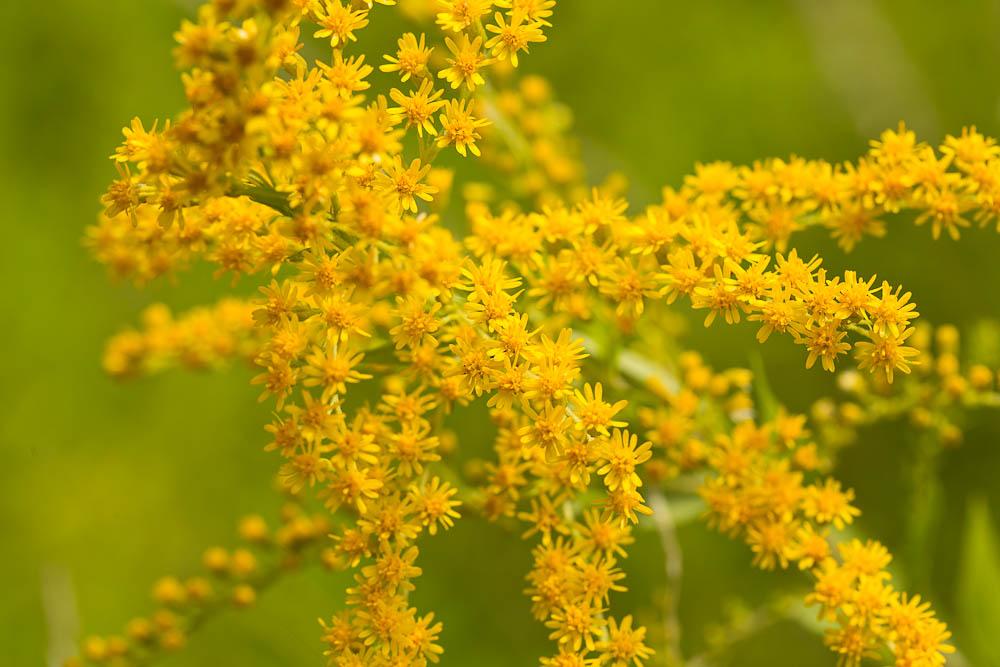 Solidage géant, Solidage glabre, Solidage tardif, Solidago gigantea Aiton, 1789