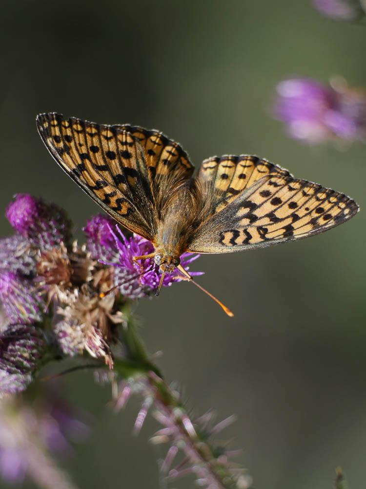 Chiffre (Le) Fabriciana niobe (Linnaeus, 1758)