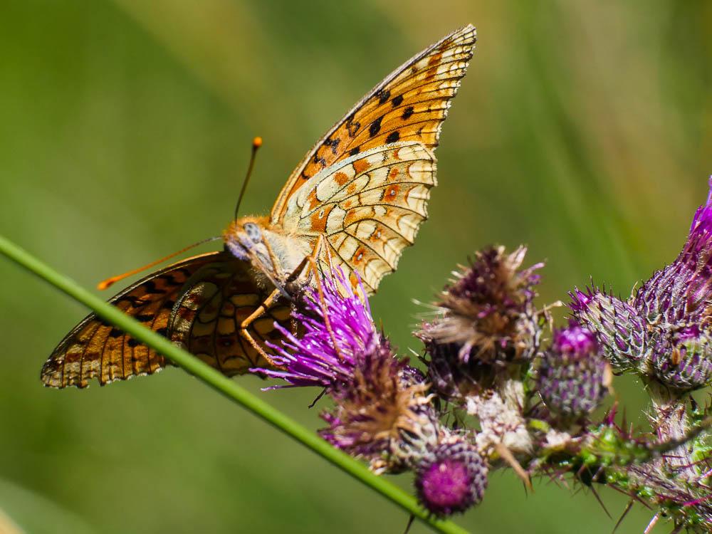 Chiffre (Le) Fabriciana niobe (Linnaeus, 1758)