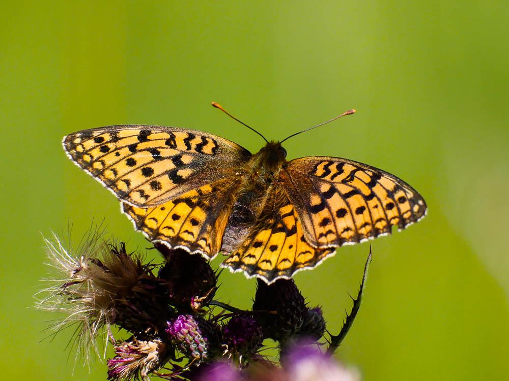 Chiffre (Le) Fabriciana niobe (Linnaeus, 1758)