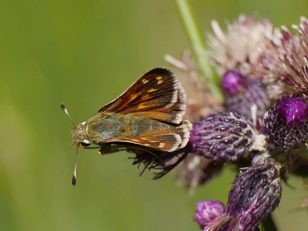 Virgule (La), Comma (Le) Hesperia comma (Linnaeus, 1758)