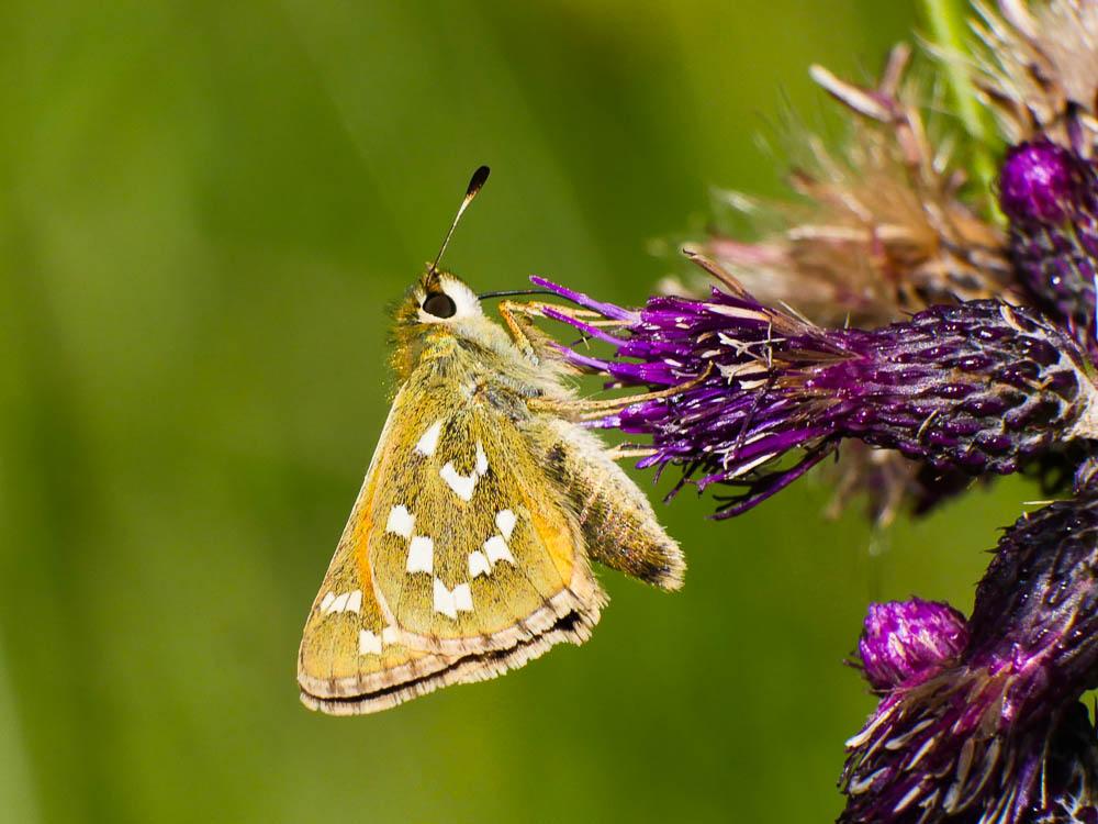 Virgule (La), Comma (Le) Hesperia comma (Linnaeus, 1758)