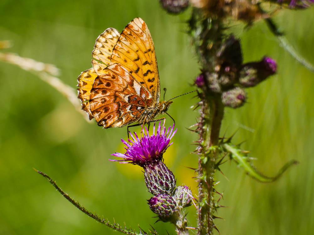 Nacré porphyrin (Le), Alezan (L'), Jason (Le), Gra Boloria titania (Esper, 1793)