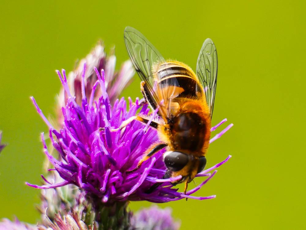  Eristalis jugorum Egger, 1858