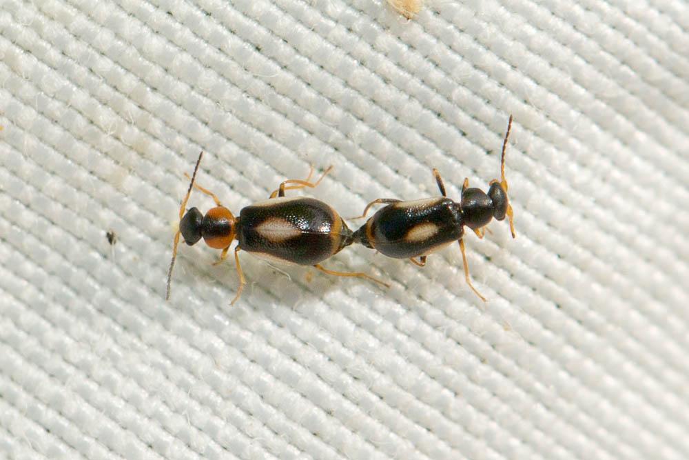 Colotes maculatus (Laporte de Castelnau, 1838)