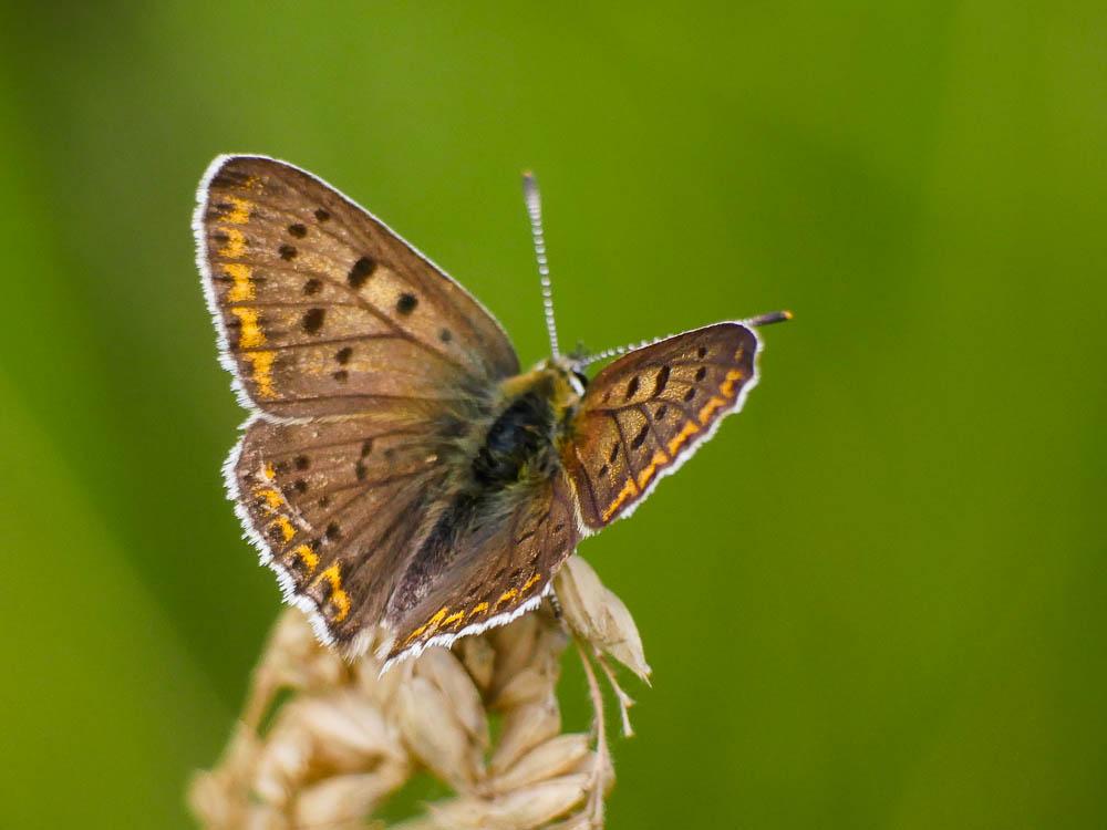 Lycaena tityrus tityrus (Poda, 1761)