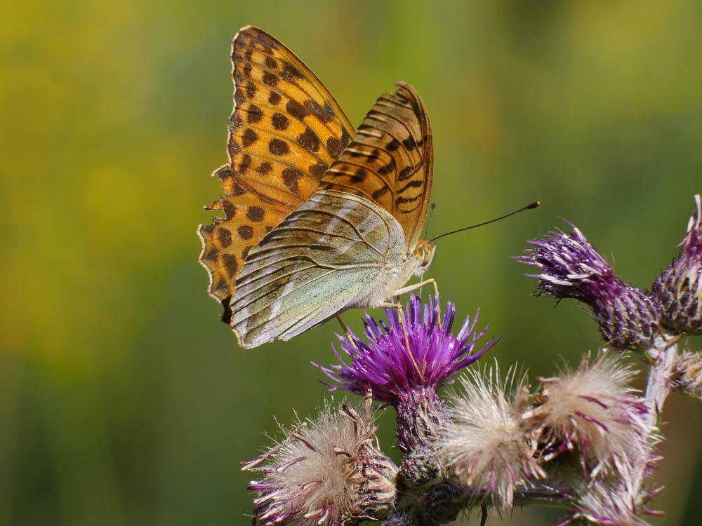 Tabac d'Espagne (Le), Nacré vert (Le), Barre argen Argynnis paphia (Linnaeus, 1758)