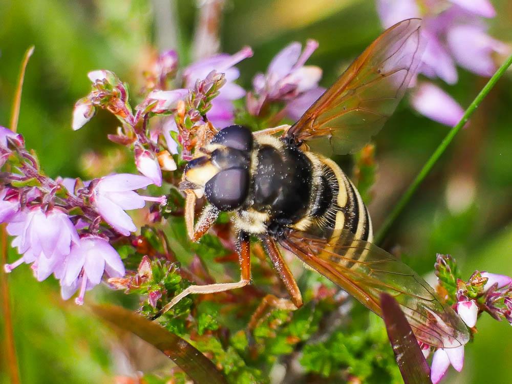  Sericomyia silentis (Harris, 1776)